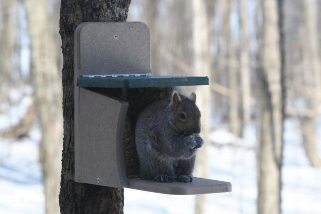 Details about   Wild Bird Hanging Feeder Hanger Perch Squirrel P Feeding G Peanut V2S0 I5D7 X8X2 